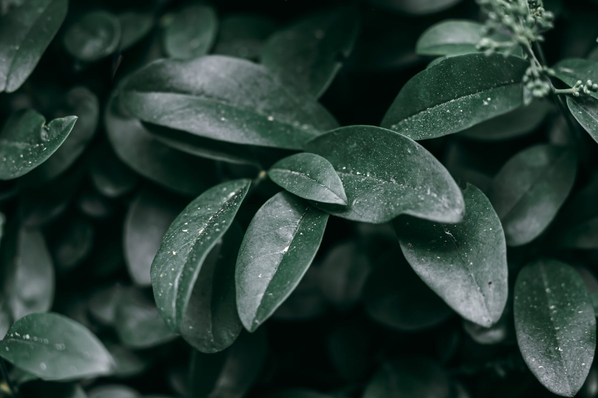 L'Impact d'un Jardin Bien Entretenu